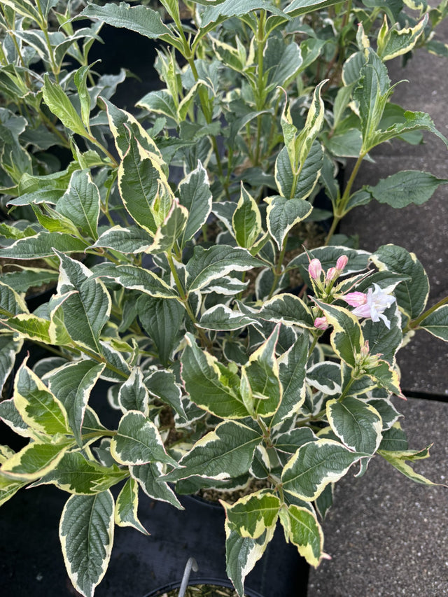 Weigela florida 'Nana Variegata' mit Blüte, erhältlich von 40-60 bis 100-125 cm ;;ab 18,90 Euro