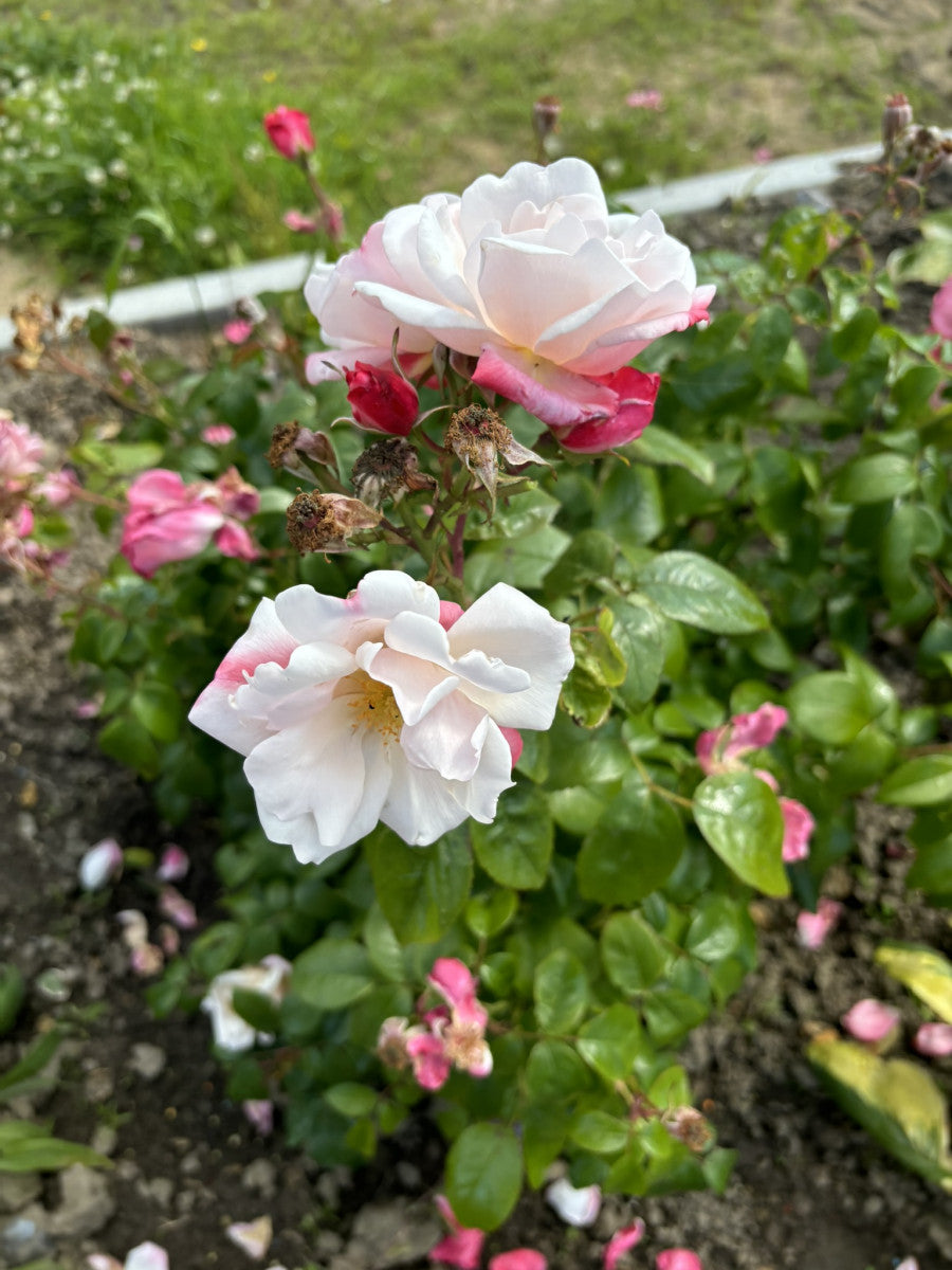 Rosa 'Roseromantic' BT mit Blüte ;;ab 9,50 Euro