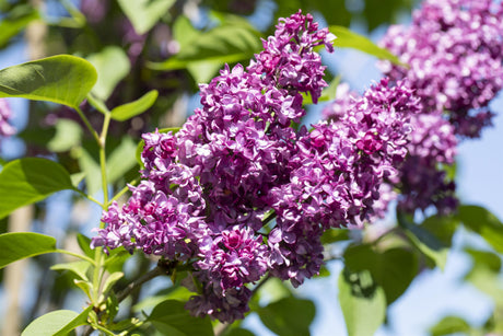 Syringa vulg. 'Charles Joly' mit Blüte, erhältlich von 40-60 bis 150-175 cm ;;ab 7,20 Euro