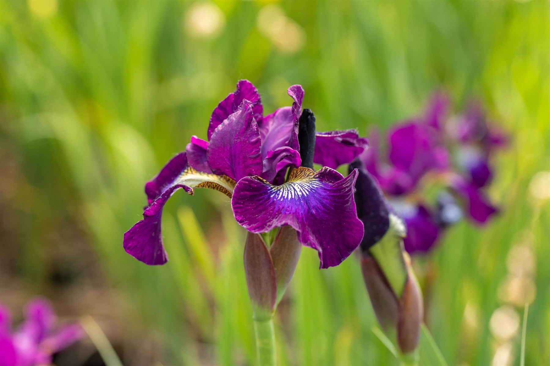 Iris sibirica 'Berlin Purple Wine' (Bartlose Wiesen-Schwertlilie)