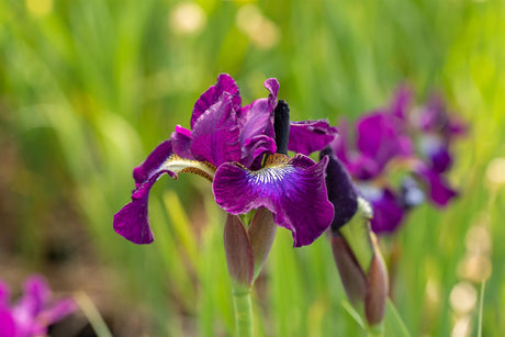 Iris sibirica 'Berlin Purple Wine' mit Blüte ;;ab 6,40 Euro