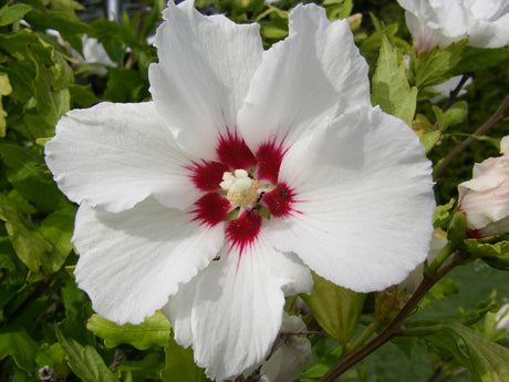 Hibiscus syriacus 'Red Heart' mit Blüte, erhältlich von 40-60 bis 150-175 cm ;;ab 24,60 Euro