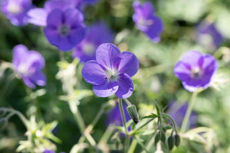 Geranium pratense mit Blüte ;;ab 3,25 Euro