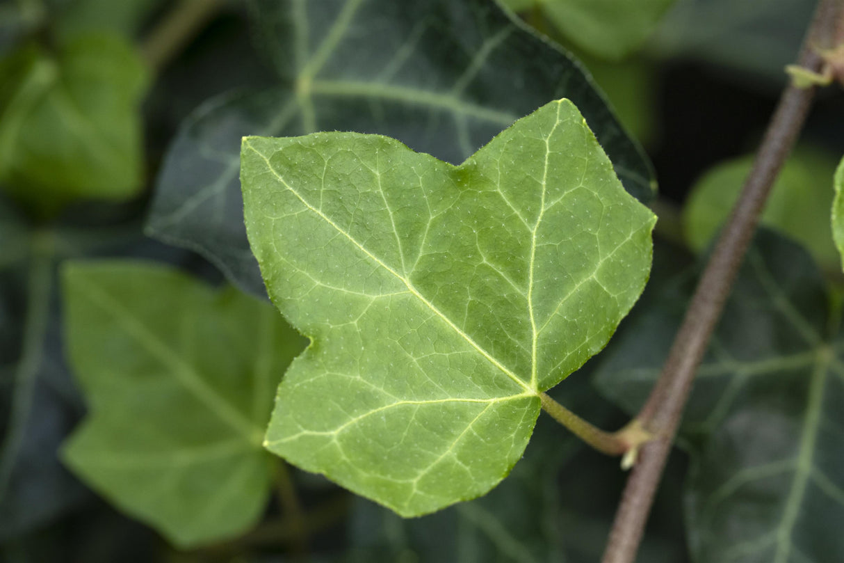 Hedera helix , erhältlich von 80-100 bis 150-200 cm ;;ab 24,60 Euro