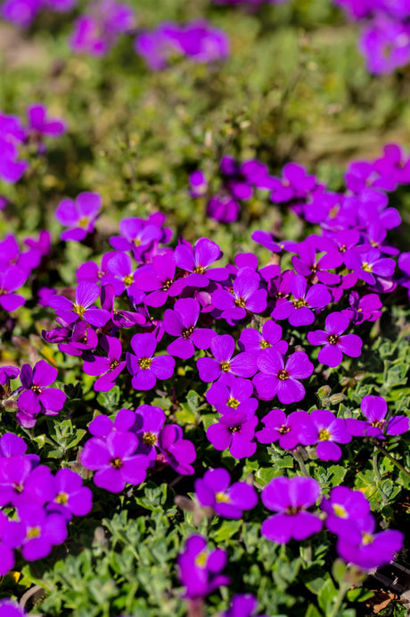 Aubrieta x cult. 'Cascade Blue', gen. mit Blüte ;;ab 2,96 Euro