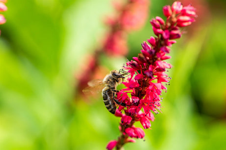 Bistorta amplexicaulis 'JS Caliente' mit Blüte ;;ab 8,65 Euro