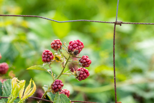 Rubus frut. 'Dorman Red' mit Früchten ;;ab 16,90 Euro