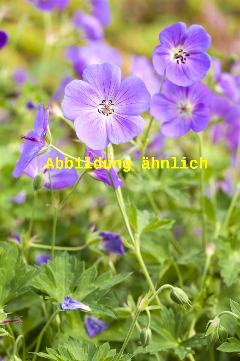 Geranium collinum 'Nimbus' (Garten-Storchschnabel)