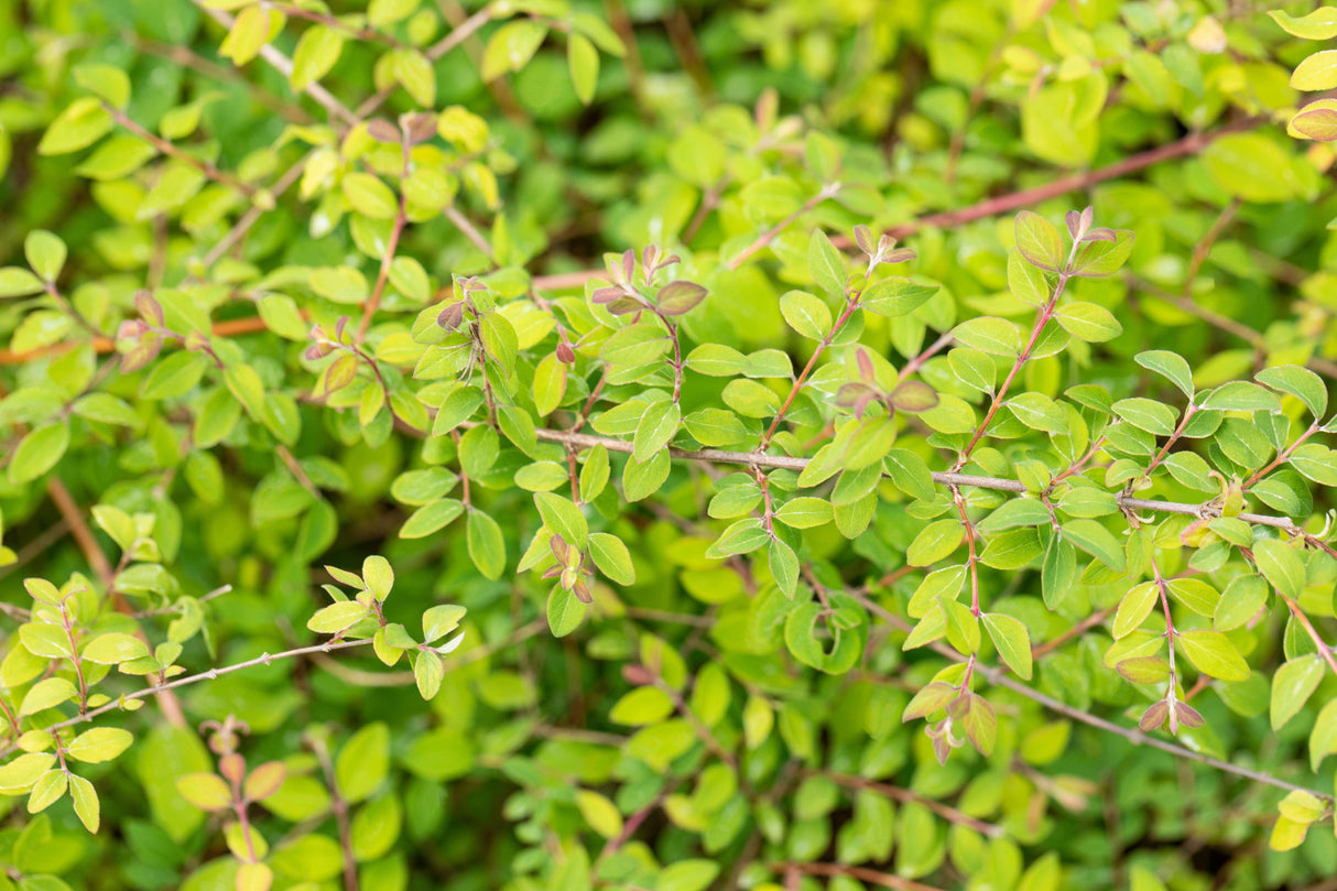 Symphoricarpos chenaultii 'Hancock' mit Sommerbelaubung, erhältlich von 20-30 bis 30-40 cm ;;ab 3,25 Euro