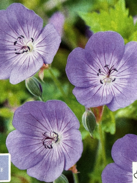 Geranium wallichianum 'Rozanne' mit Blüte ;;ab 9,20 Euro