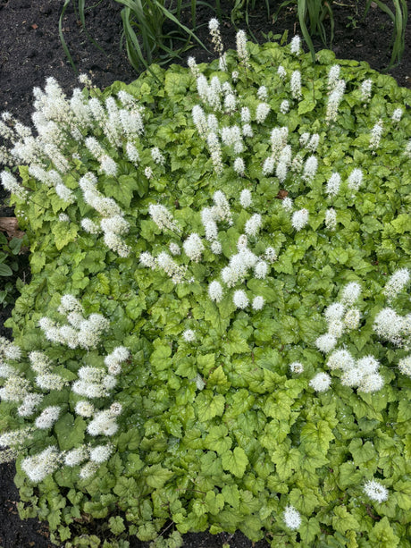 Tiarella cordifolia als Pflanze im Beet ;;ab 3,20 Euro