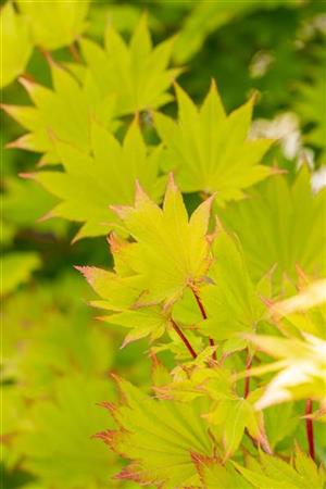 Acer shirasawanum 'Aureum' , erhältlich von 40-50 bis 40-50 cm ;;ab 73,00 Euro