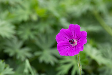 Geranium sanguineum 'Tiny Monster' mit Blüte ;;ab 4,70 Euro