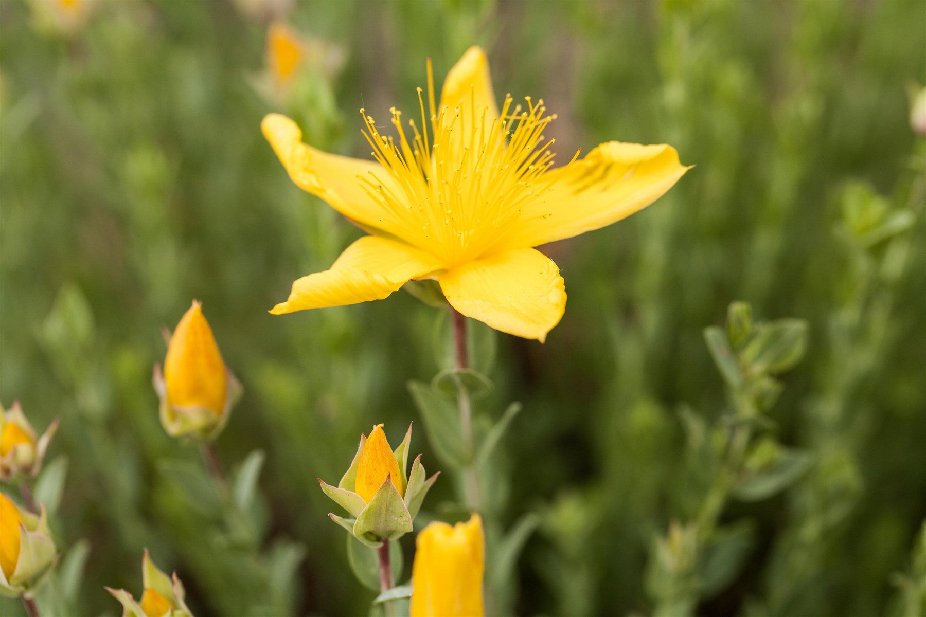 Hypericum polyphyllum 'Grandiflorum' (Garten-Polster-Johanniskraut)