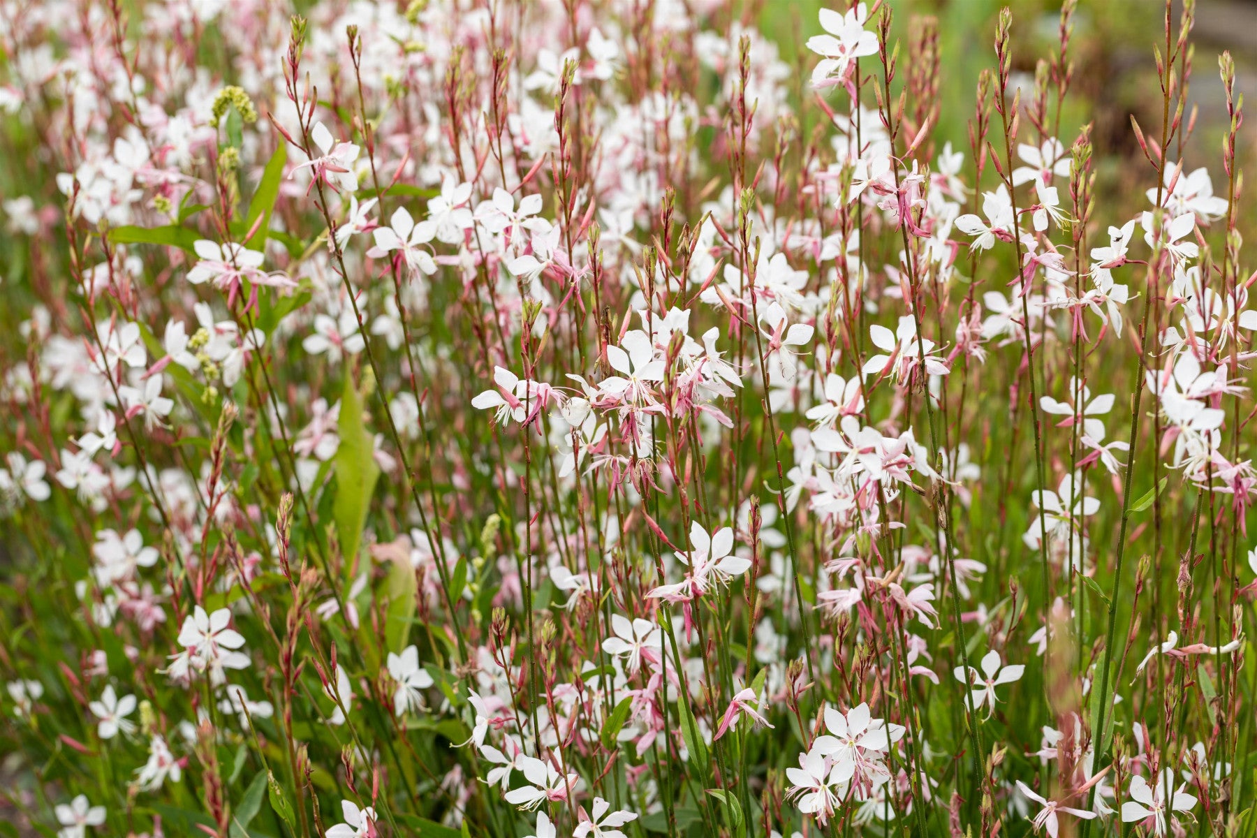 Gaura lindheimerii i. S. , gen. (Lindheimers Prachtkerze)