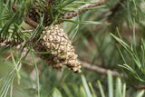 Pinus sylvestris HkG 85115 mit Früchten ; Pluspunkt: für alle Böden geeignet;;