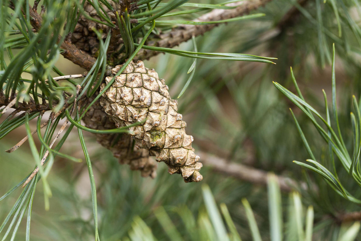 Pinus sylvestris HkG 85104 mit Früchten ; Pluspunkt: für alle Böden geeignet;;