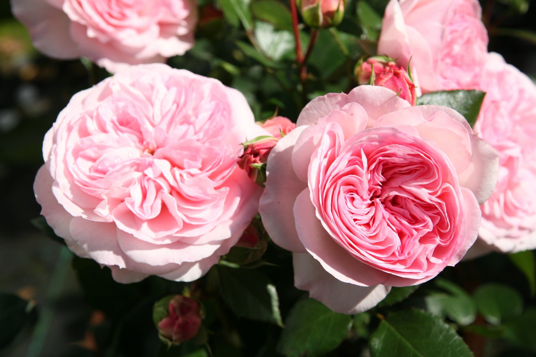 Rosa 'Mariatheresia' BT (Beetrose 'Mariatheresia' -R-)