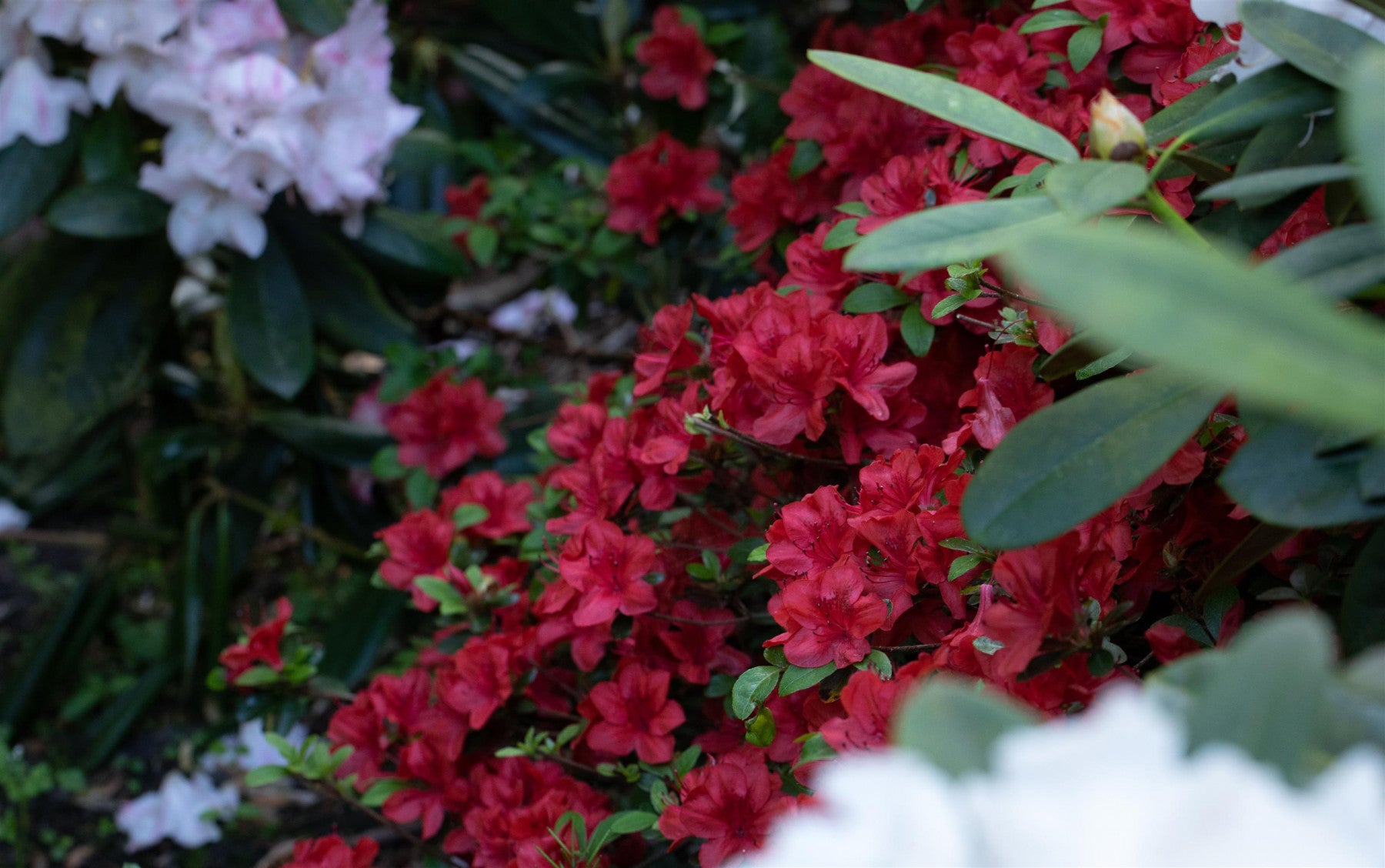 Rhododendron repens 'Baden-Baden' (Zwergrhododendron 'Baden-Baden')