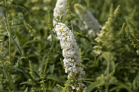 Buddleja davidii 'Dart's Ornamental White' mit Blüte, erhältlich von 60-100 bis 125-150 cm ;;ab 13,00 Euro