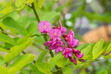 Robinia hispida 'Rosea' mit Blüte, erhältlich als: Hochstamm, Alleebaum ; Einsatz: Park ; Pluspunkt: pflegeleicht;;günstig mit Qualität