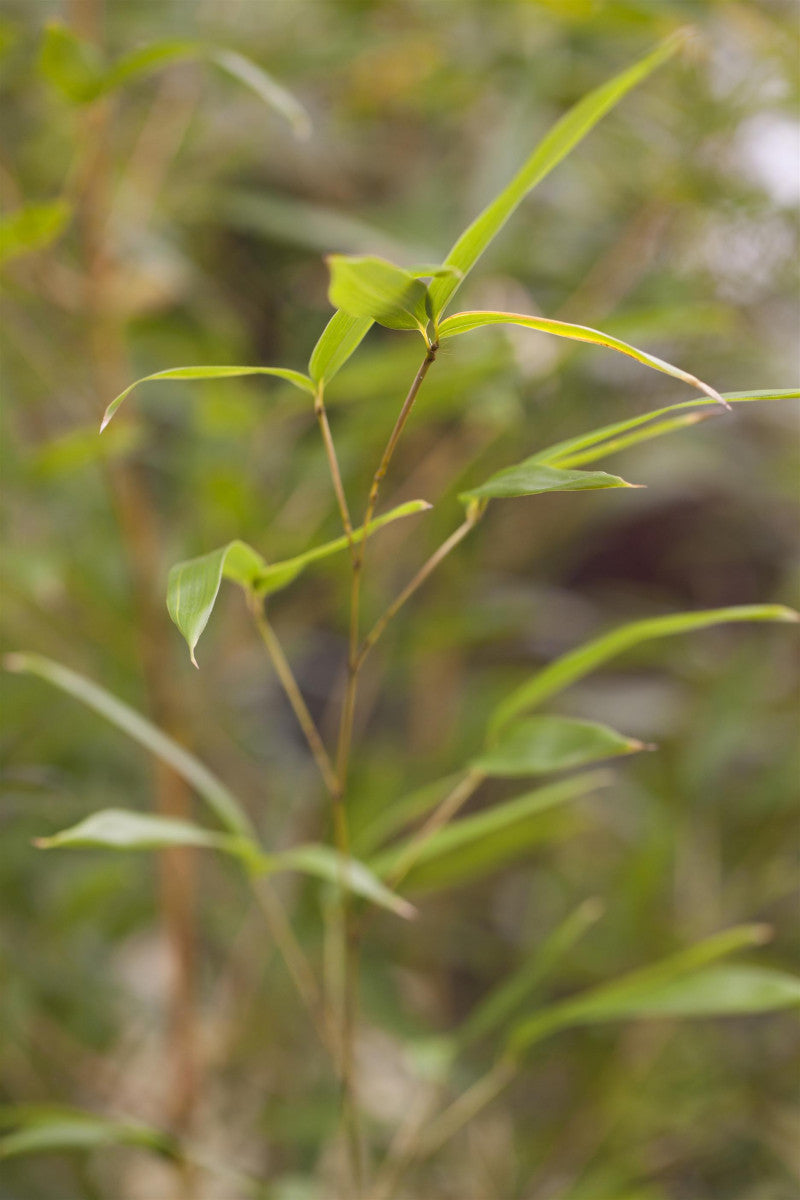 Phyllostachys aureosulcata spectabilis (Bambus aureosulcata spectabilis)