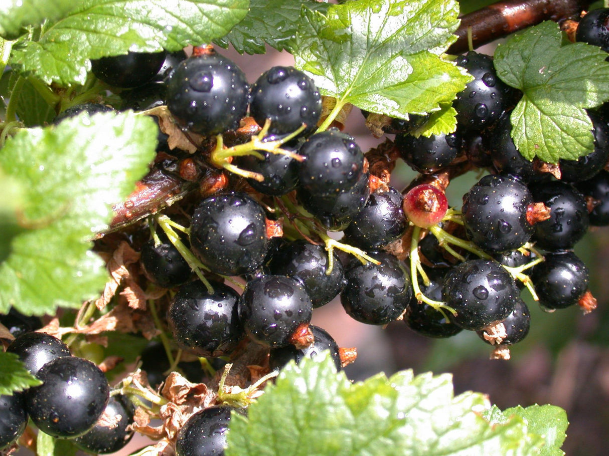 Ribes nigrum 'Ben Alder' mit Früchten ;;ab 15,90 Euro