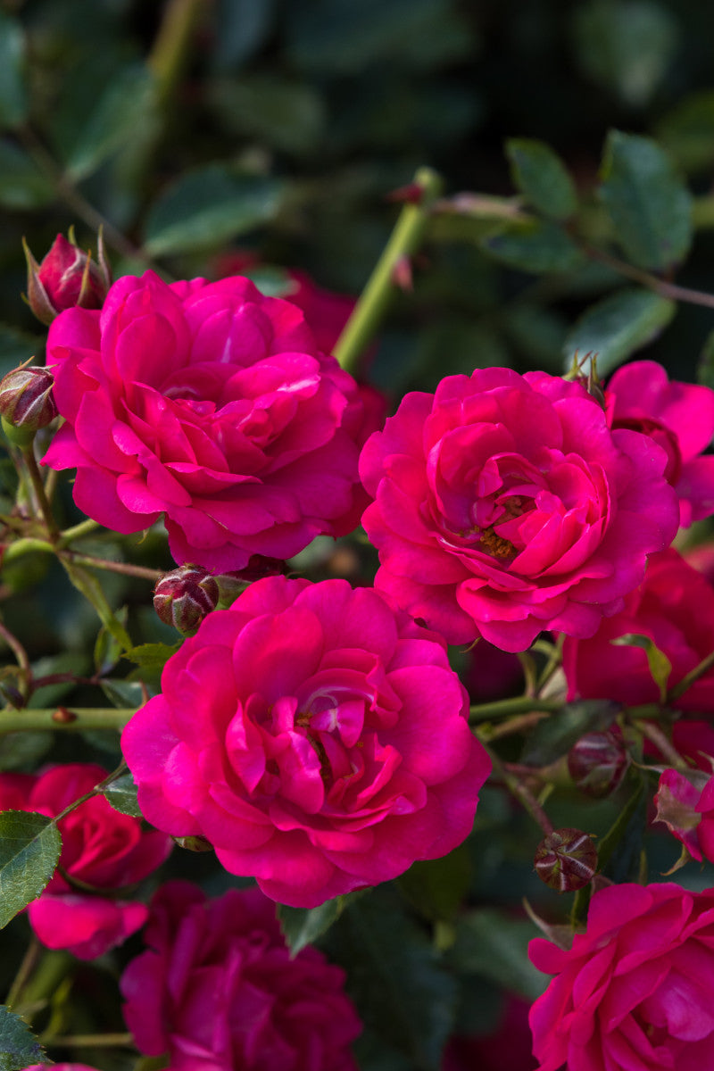 Rosa 'Rody' BDR (Bodend. Rose 'Rody' -R-)