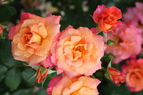 Rosa 'Freisinger Morgenröte' STR mit Blüte ;;ab 8,10 Euro