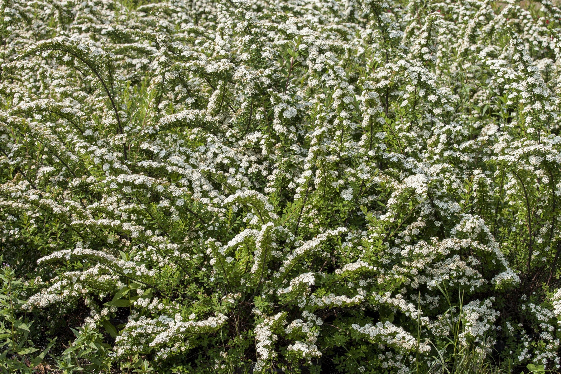 Spiraea nipponica (Japanische Strauchspiere)