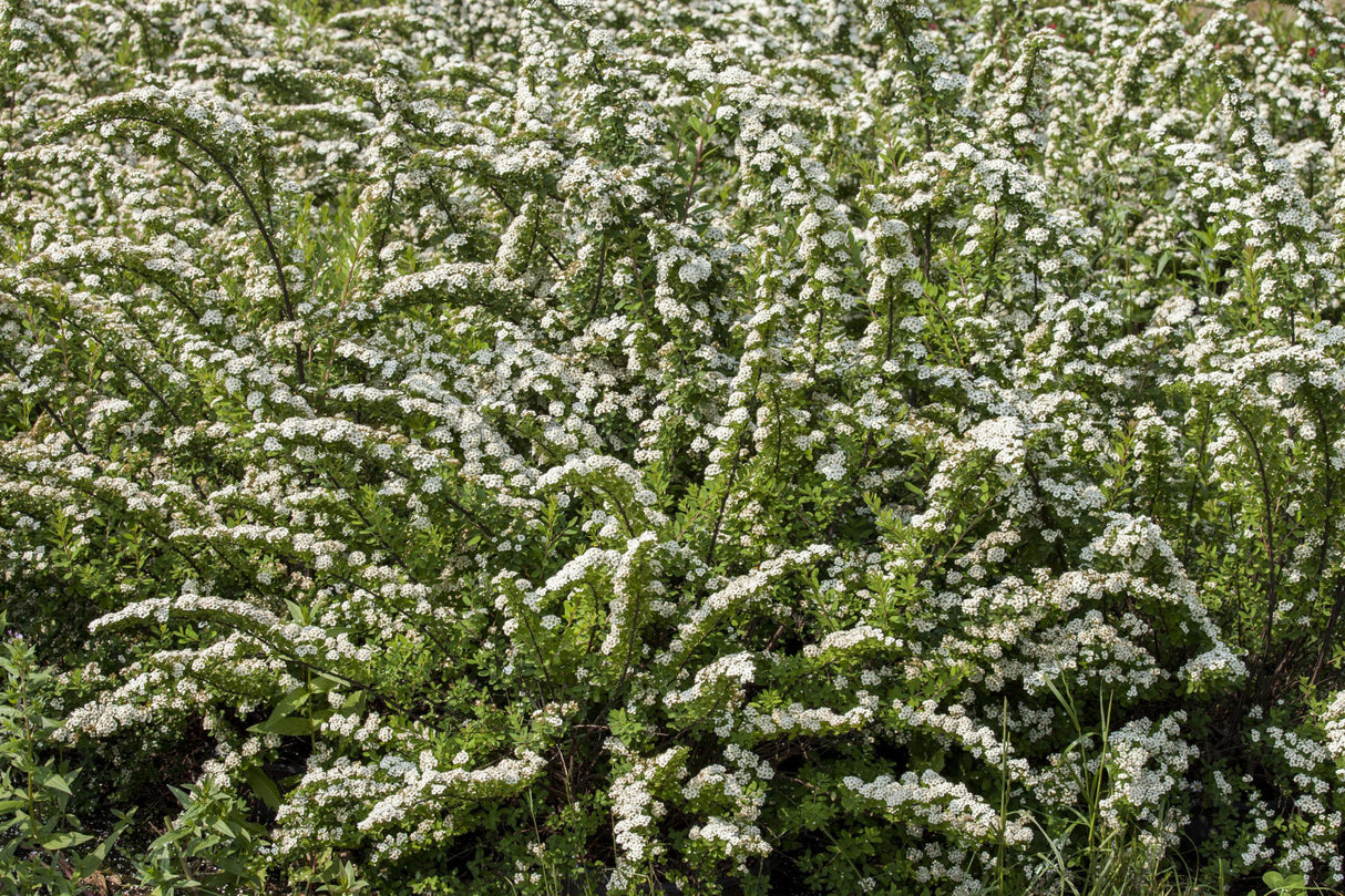 Spiraea nipponica mit Blüte, erhältlich von 40-60 bis 175-200 cm ;;ab 5,25 Euro