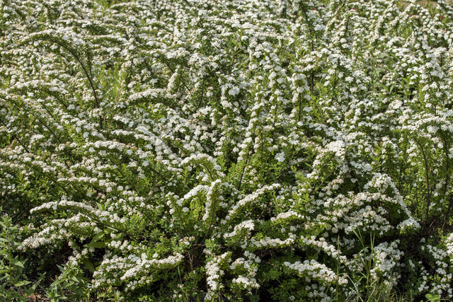 Spiraea nipponica mit Blüte, erhältlich von 40-60 bis 175-200 cm ;;ab 5,25 Euro