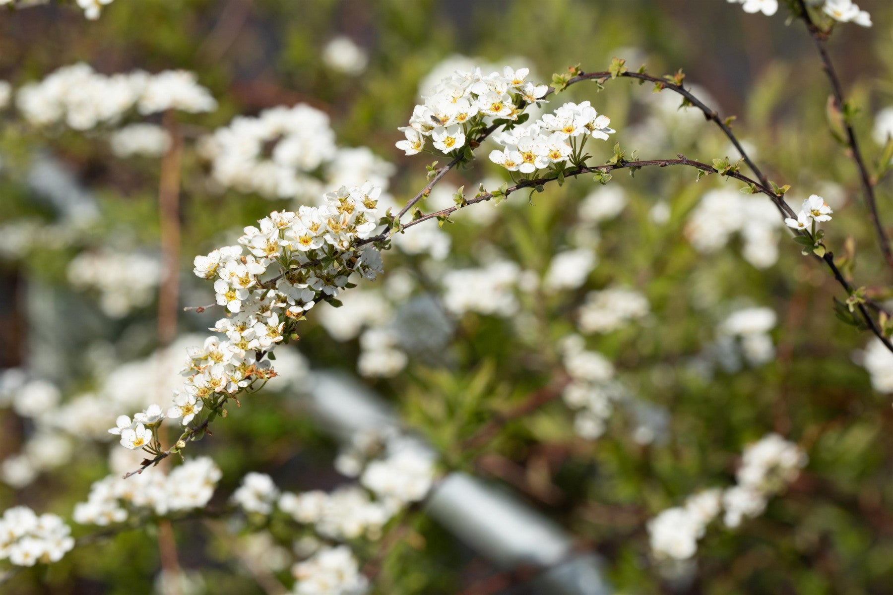 Spiraea cinerea 'Grefsheim' (Weiße Rispenspiere)