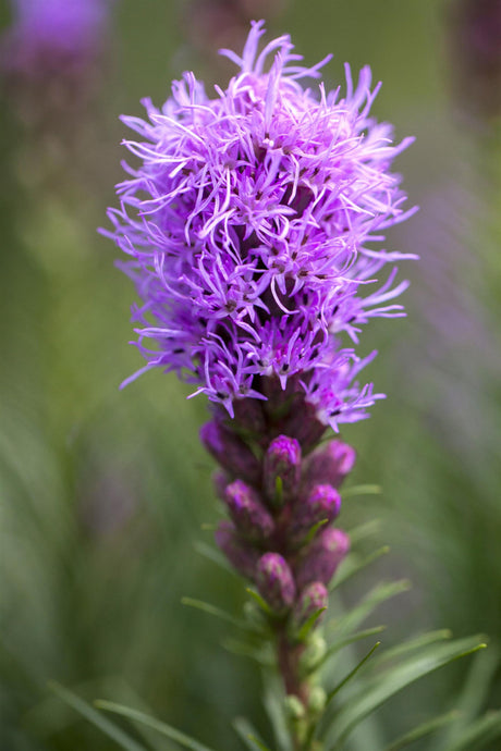 Liatris spicata 'Kobold' mit Blüte ;;ab 3,35 Euro