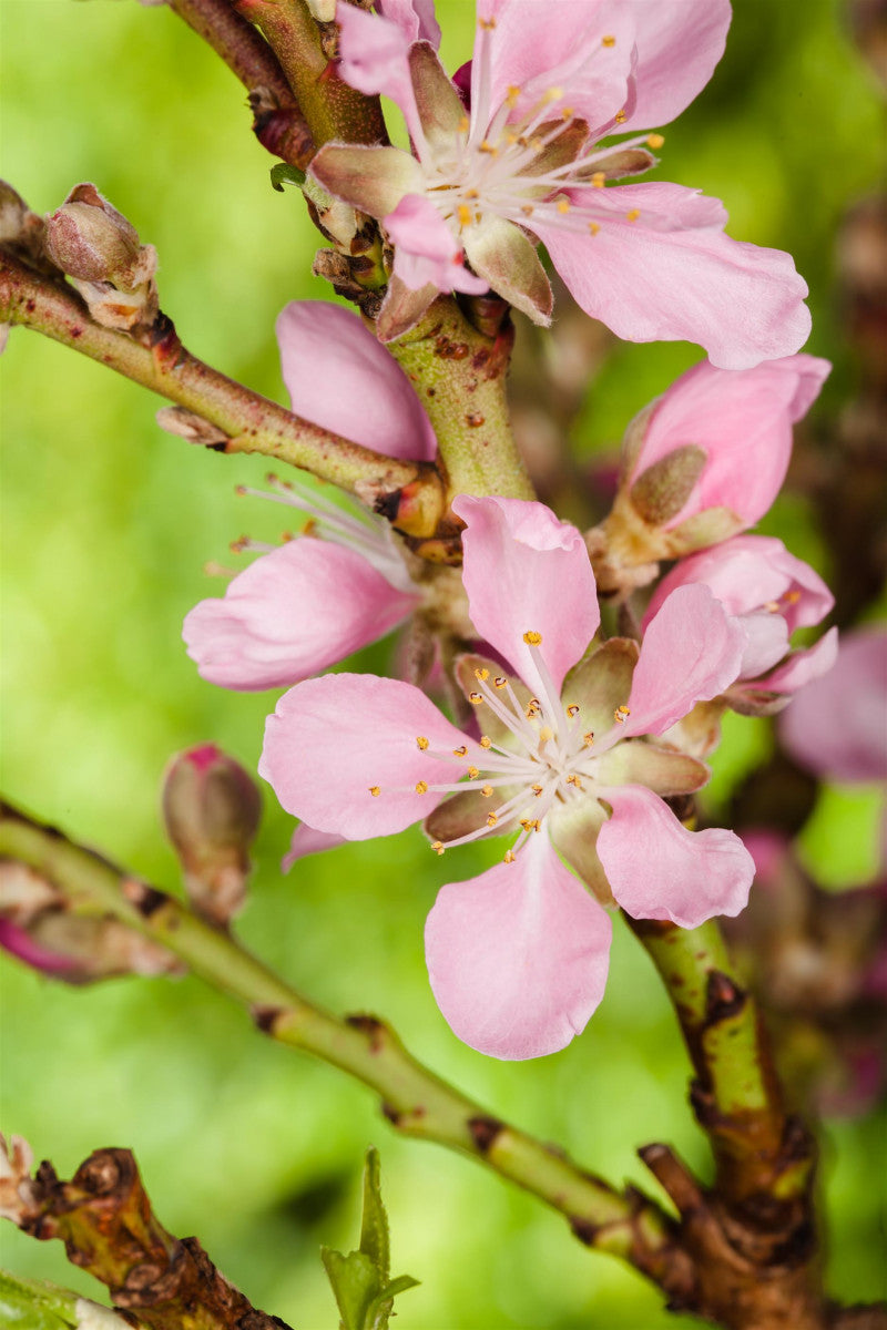 Prunus tenella 'Fire Hill' (Zwergmandel 'Fire Hill')