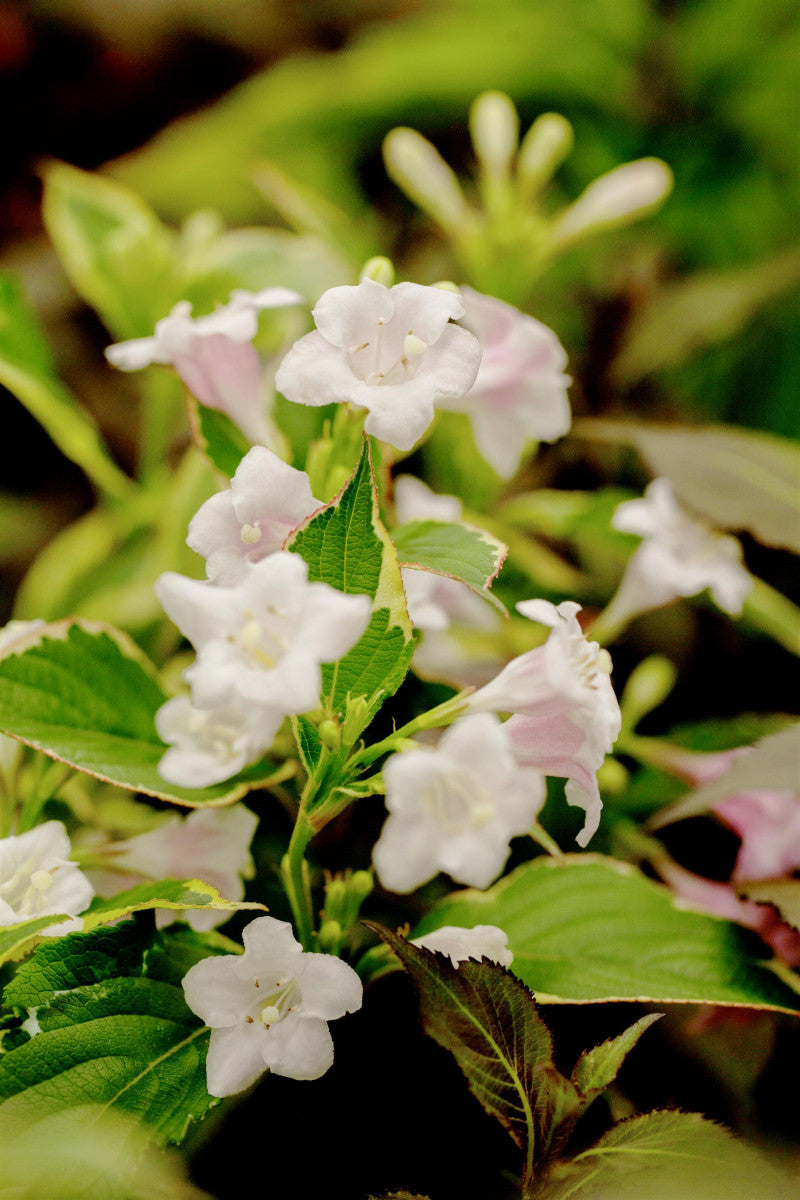 Geißblattstrauch mit Blüte, erhältlich als: Solitär ; Einsatz: Heckenpflanze ; Pluspunkt: winterhart;;günstig mit Qualität