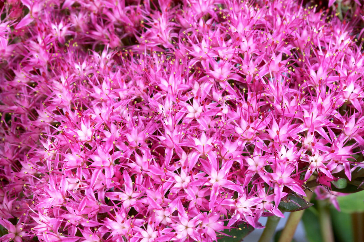 Sedum telephium 'Munstead Dark Red' mit Blüte ;;ab 4,80 Euro