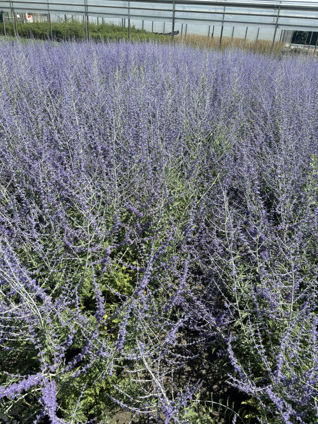 Perovskia abrotanoides mit Blüte, erhältlich von 40-60 bis 40-60 cm ;;ab 21,00 Euro