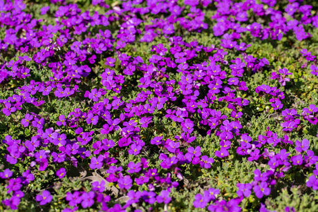 Aubrieta x cult. 'Hamburger Stadtpark' mit Blüte ;;ab 3,20 Euro