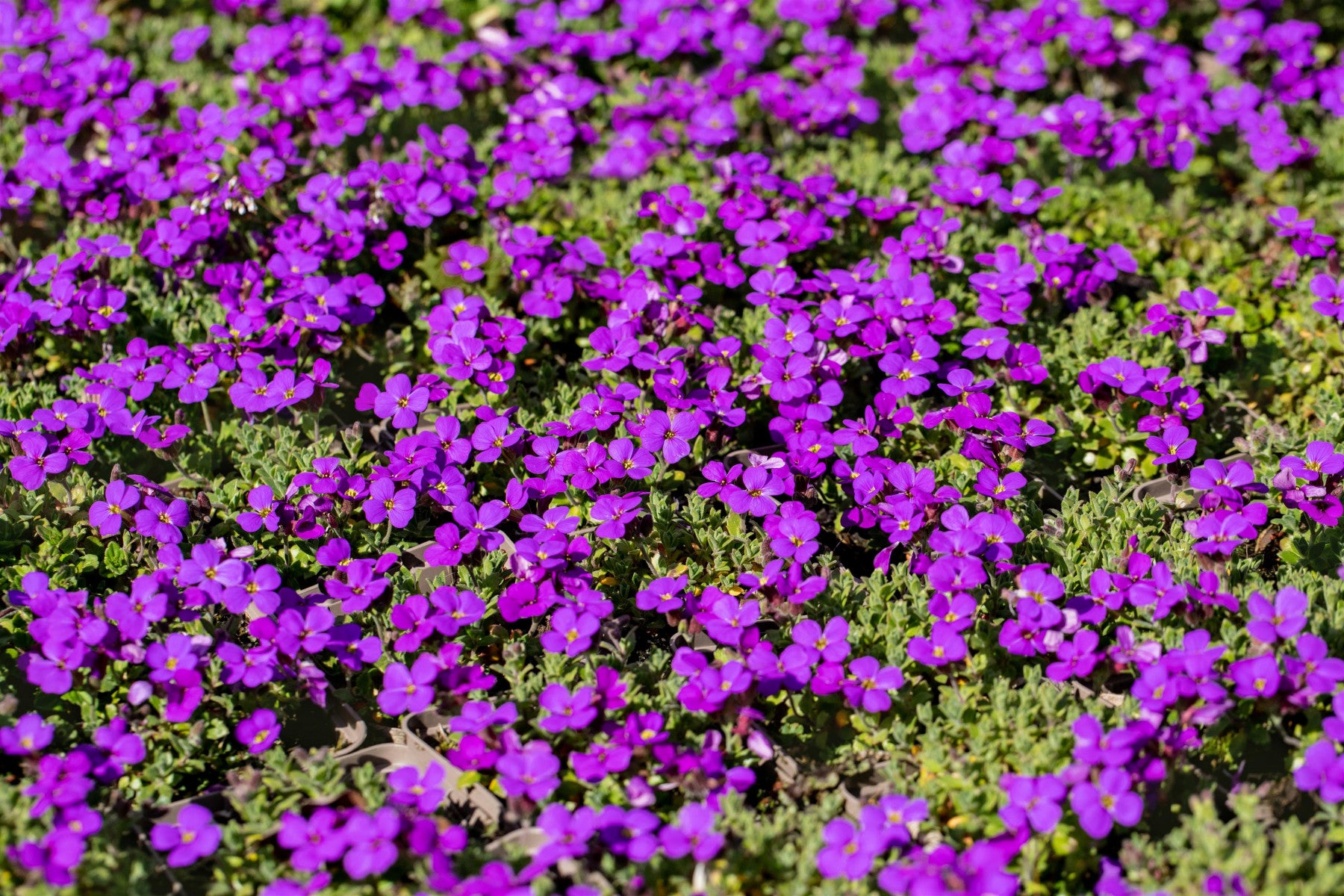 Aubrieta x cult. 'Royal Blue', gen. (Garten-Blaukissen)