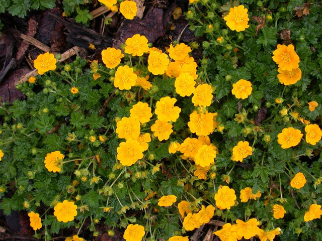 Potentilla neumanniana mit Blüte ;;ab 3,05 Euro