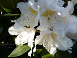 Synonym (alte Bezeichnung): Rhododendron Hyb.'Cunningham's White' I mit Blüte ;;Pflanzen vom Profi