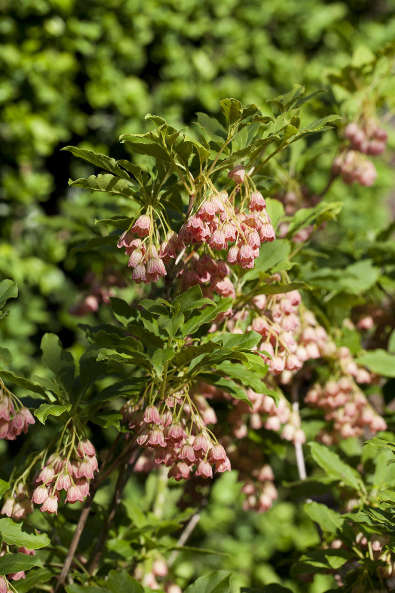 Enkianthus campanulatus (Prachtglocke)