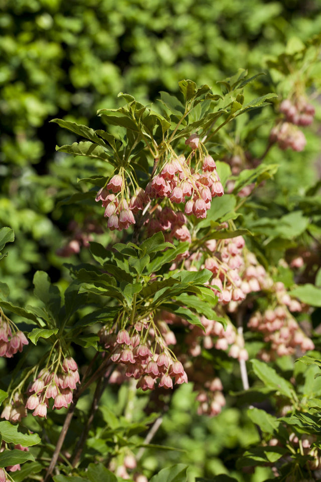 Enkianthus campanulatus mit Blüte, erhältlich von 100-125 bis 125-150 cm ;;ab 143,00 Euro