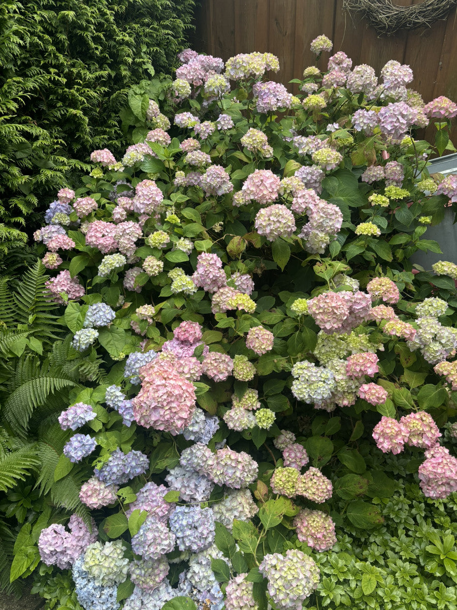 Hydrangea 'Bouquet Rose' als Pflanze im Beet, erhältlich als: Solitär ; Einsatz: Beet- und Rabattenpflanze ; Pluspunkt: attraktive Blütenfarbe;;günstig mit Qualität