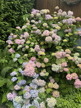 Hydrangea 'Bouquet Rose' als Pflanze im Beet, erhältlich als: Solitär ; Einsatz: Beet- und Rabattenpflanze ; Pluspunkt: attraktive Blütenfarbe;;günstig mit Qualität