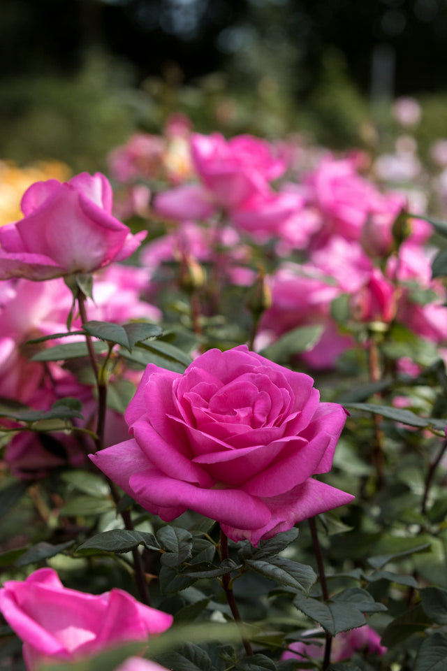 Rosa 'Lady Like' TH mit Blüte ;;ab 8,10 Euro