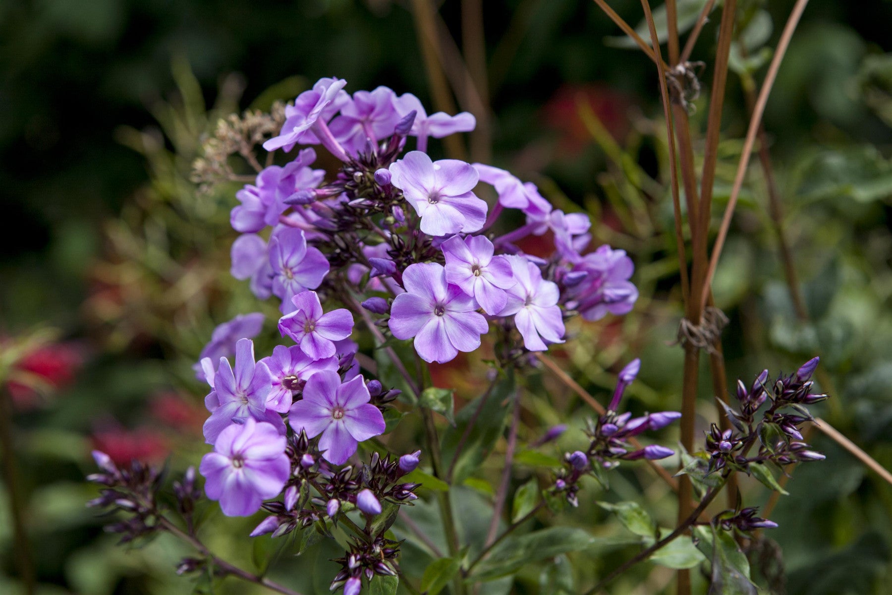 Phlox divaricata 'Clouds of Perfume' (Garten-Flammenblume)