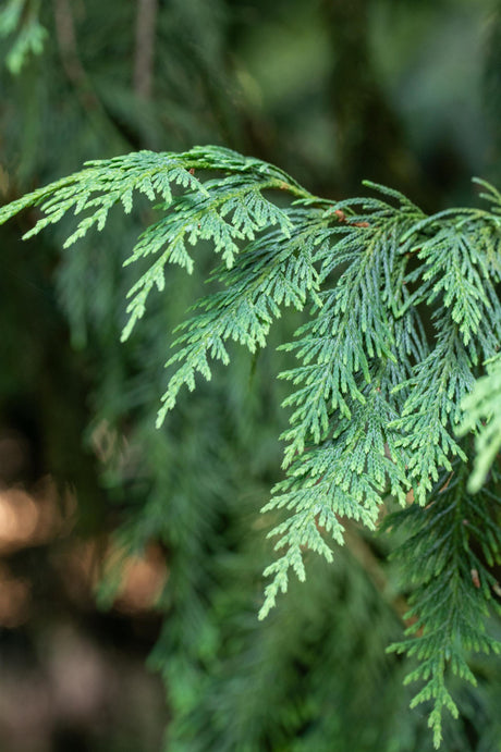 Chamaecyparis nootk. 'Aurea' mit Belaubung, erhältlich von 30-40 bis 200-225 cm ;;ab 19,80 Euro