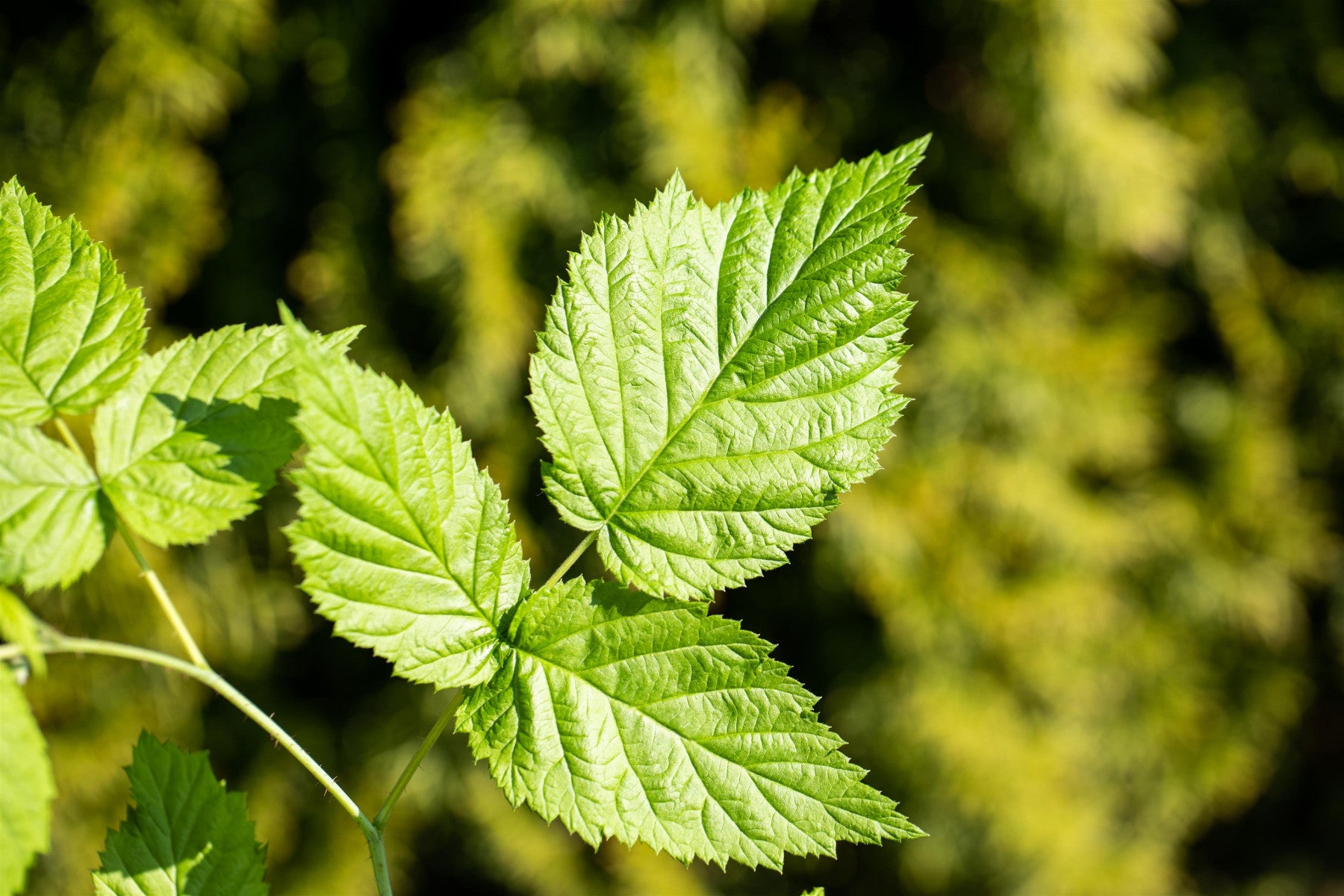 Rubus id. 'Valentina' (Himbeere 'Valentina' -R-)